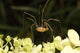 Daddy-long-legs Spider Wall Decal