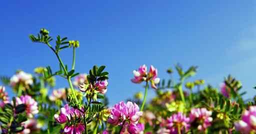 Summer Meadow With Blooming Wall Decal