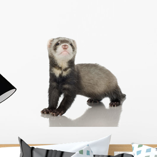 Ferret Kit Front White Wall Decal