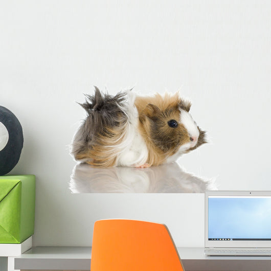 Peruvian Guinea Pig Against Wall Decal