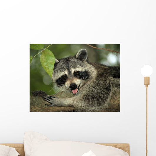 Raccoon Wall Decal