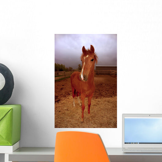 Peruvian Paso Foal Vertical Wall Decal