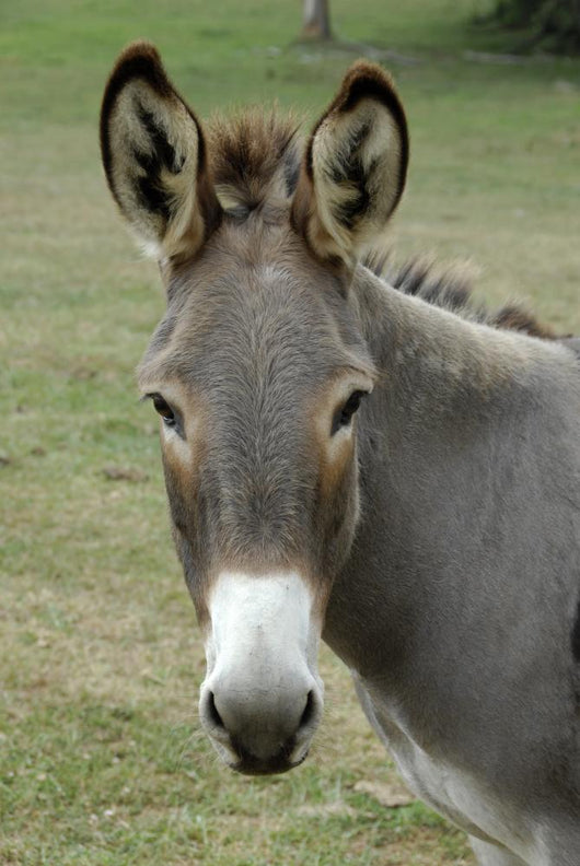 Donkey Portrait Wall Decal