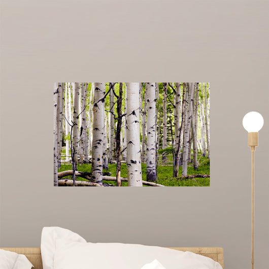 Aspen Spring Wall Decal