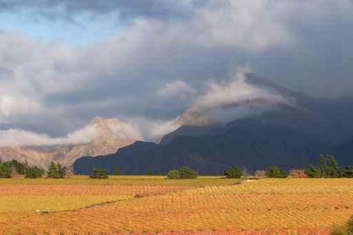 Vineyard Landscape Wall Decal