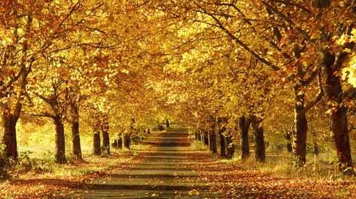 Golden Yellow Colored Foliage Wall Decal