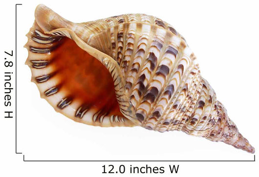 Big Seashell Wall Decal