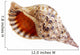 Big Seashell Wall Decal