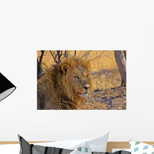 Lion Staring Into Distance Wall Decal