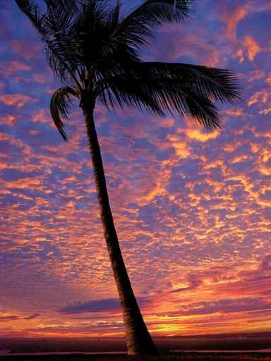 Beach and Palm Tree Sunset Wall Decal
