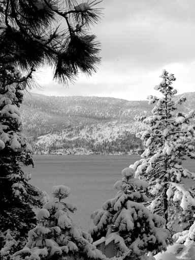 Lake Tahoe Forest in Winter (Greyscale) Wall Decal