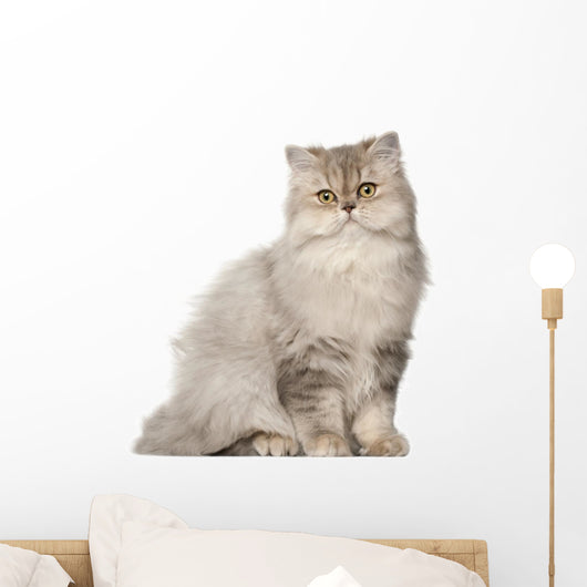 Persian Cat Sitting Front Wall Decal