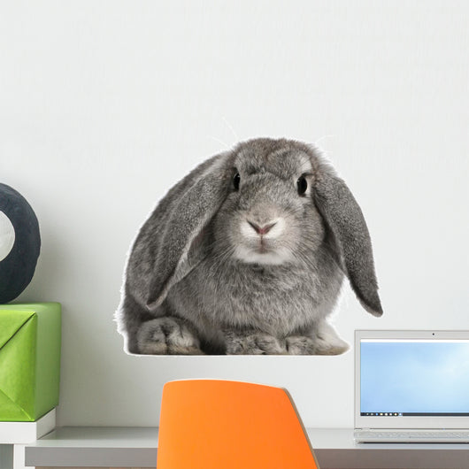 French Lop Rabbit Sitting Wall Decal