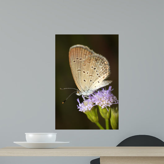 Beautiful Butterfly With Flower Wall Decal