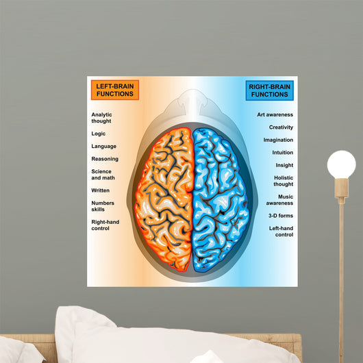 Human Brain Left And Right Hemispheres Wall Decal