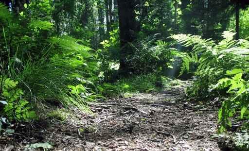 Magic Forest With Ferns Wall Decal