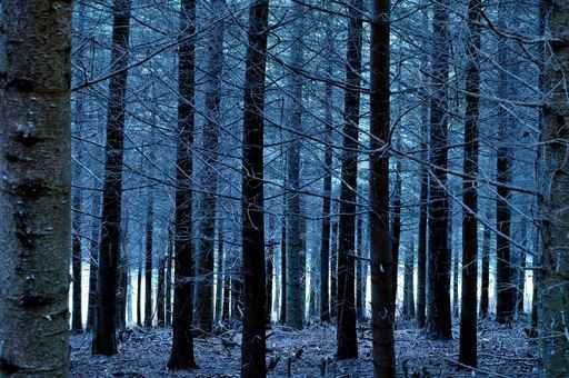 Icy Forest Wall Decal