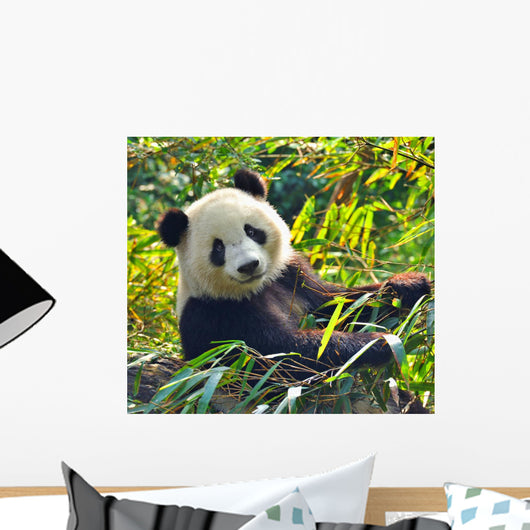 Hungry Giant Panda Bear Wall Decal