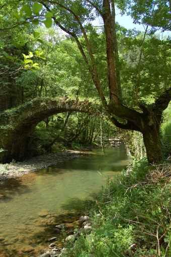 Aged Bridge And Tree Wall Decal