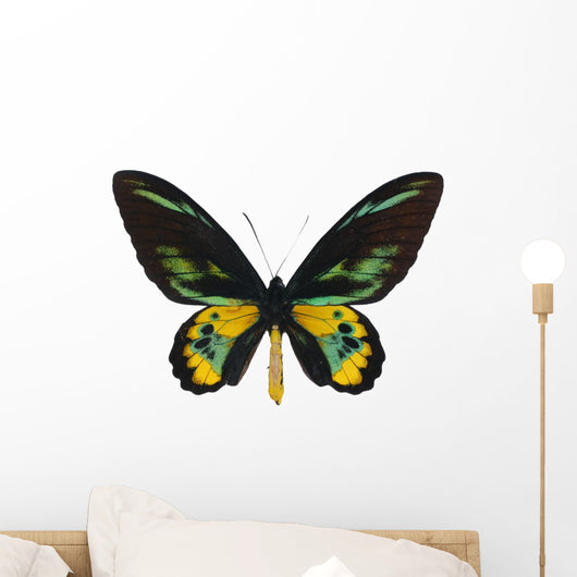 Rothschilda S Birdwing Ornithoptera Wall Decal