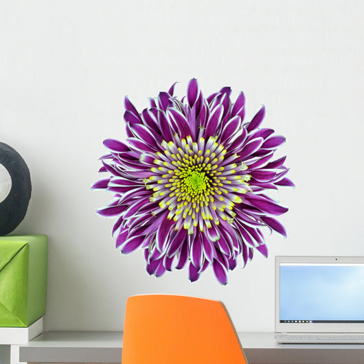 Chrysanthemum Flower Purple Wall Decal
