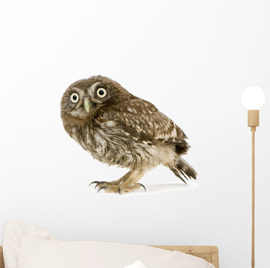 Young Owl Left Side Wall Decal