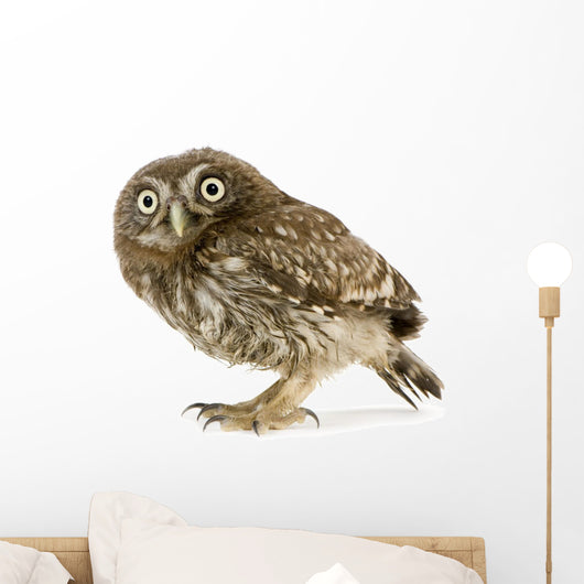 Young Owl Left Side Wall Decal