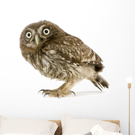 Young Owl Left Side Wall Decal
