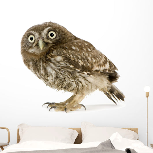 Young Owl Left Side Wall Decal