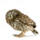Young Owl Left Side Wall Decal