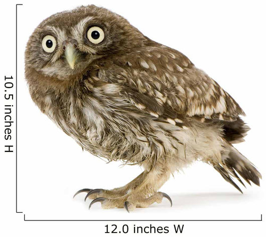 Young Owl Left Side Wall Decal