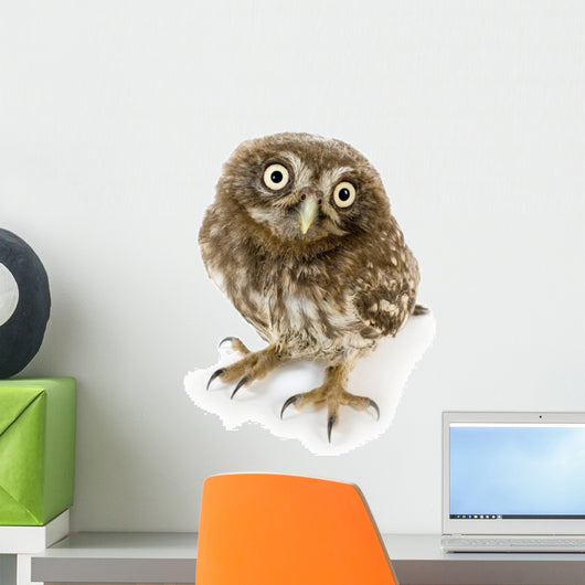 Young Owl Close-Up Wall Decal