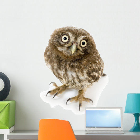 Young Owl Close-Up Wall Decal