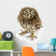 Young Owl Close-Up Wall Decal