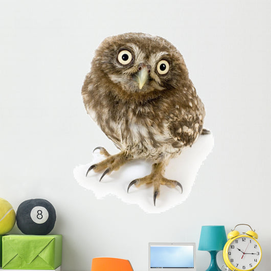 Young Owl Close-Up Wall Decal