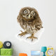 Young Owl Close-Up Wall Decal