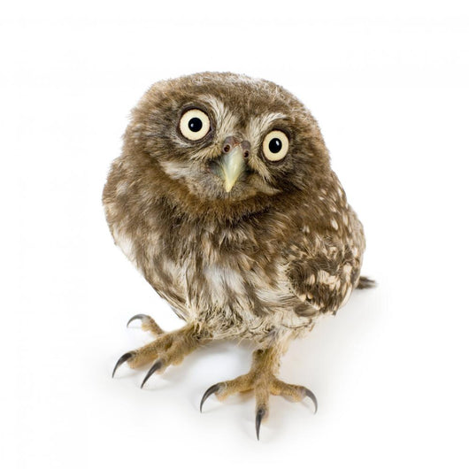 Young Owl Close-Up Wall Decal
