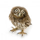 Young Owl Close-Up Wall Decal