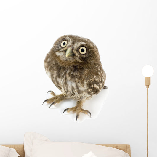 Young Owl Looking Up Wall Decal