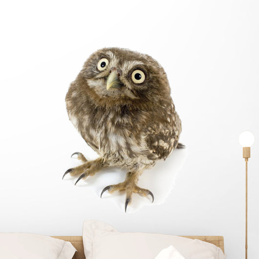 Young Owl Looking Up Wall Decal