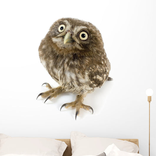 Young Owl Looking Up Wall Decal
