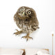 Young Owl Looking Up Wall Decal
