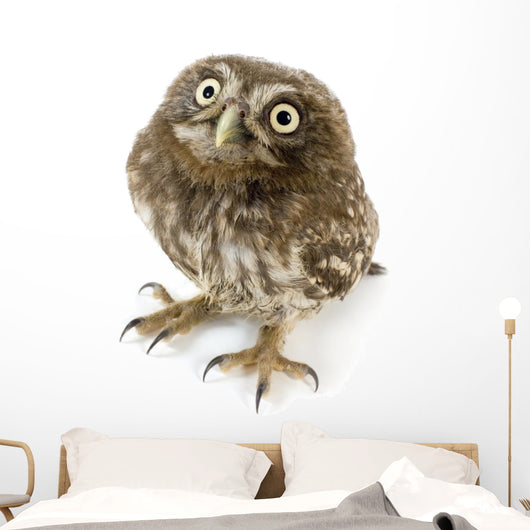 Young Owl Looking Up Wall Decal