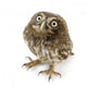 Young Owl Looking Up Wall Decal