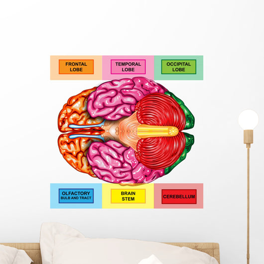 Human Brain Underside - Horizontal Wall Decal