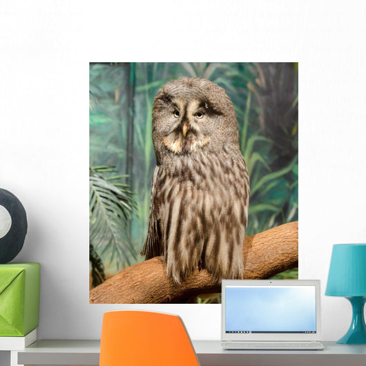 Wise Looking Owl Wall Decal
