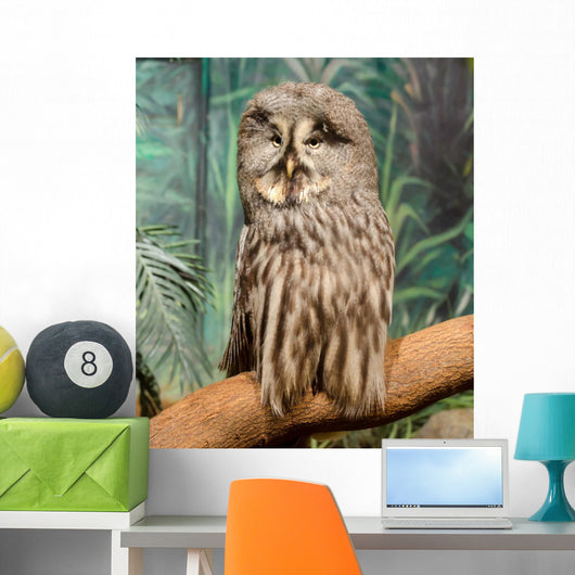 Wise Looking Owl Wall Decal