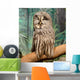 Wise Looking Owl Wall Decal