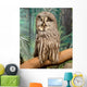 Wise Looking Owl Wall Decal