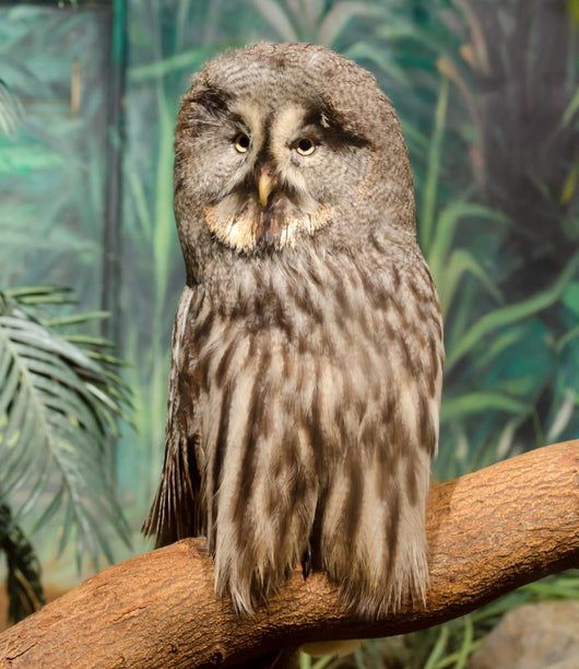 Wise Looking Owl Wall Decal